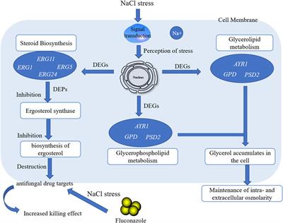 Multi-Omics Analysis of Lipid Metabolism for a Marine Probiotic Meyerozyma guilliermondii GXDK6 Under High NaCl Stress